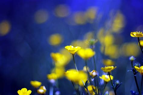 Blue And Yellow Flowers Background