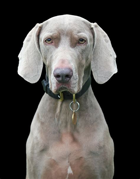 Dog, Weimaraner Portrait Free Stock Photo - Public Domain Pictures