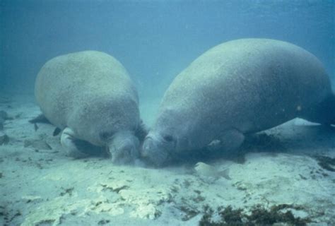 Free picture: underwater, photo, manatee, mammal, scar, skin