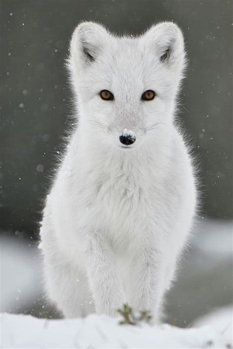 Arctic Fox Winter