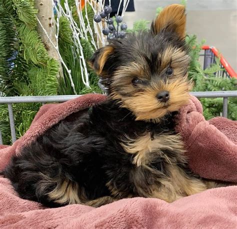 Derine Teacup Yorkie Breeders – Teacup Yorkie Puppies For Sale