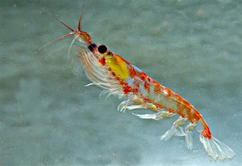 The Secret Life of Krill - The New York Times