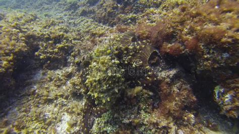 Octopus Crawling. Colourful Dangerous Octopi Marine Life. Dramatic Colour Camouflage Stock Video ...