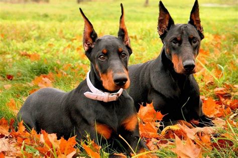 Doberman Dog Wallpapers - Wallpaper Cave