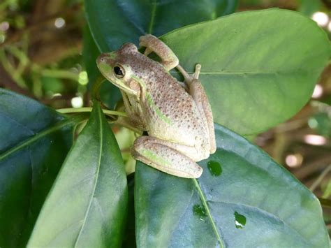 Invasive Cuban Tree Frogs in Florida – Repeating Islands