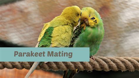 Parakeet Mating 101 - Signs, Breeding, and Eggs! - cageandfeather.com