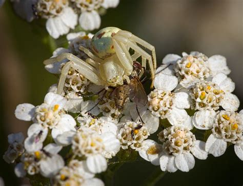 Flower crab spider | Flower crab spider (Misumena vatia) fem… | Flickr