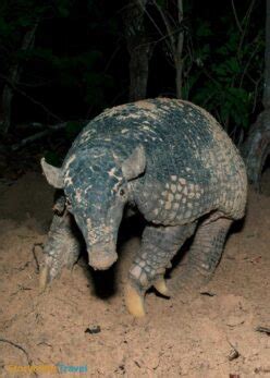 28 Giant Armadillo Facts (2 Types) Largest Living and Extinct | Storyteller Travel