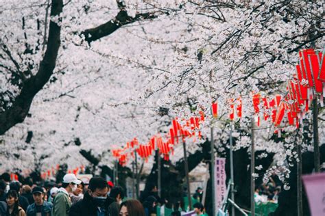 10 Best Festivals in Japan in March | Japan Wonder Travel Blog