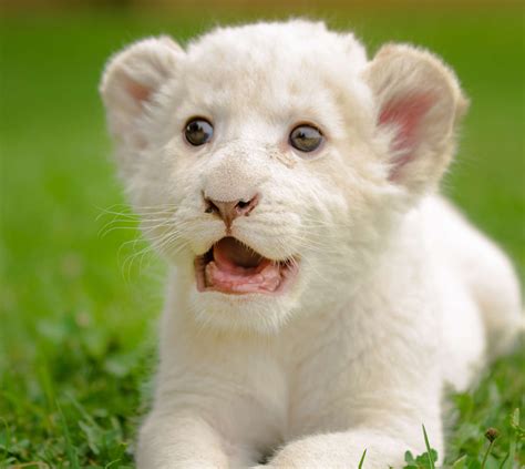 White Lion Animal Cubs