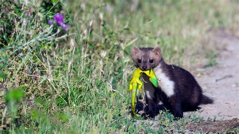 Least Weasel Size