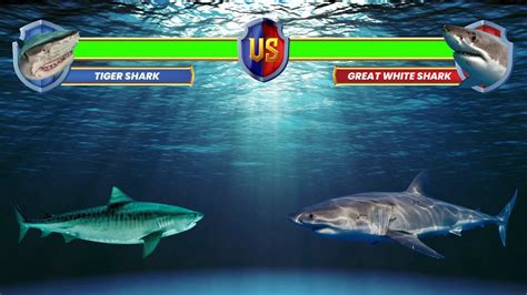 Tiger Shark vs Great White Shark - YouTube