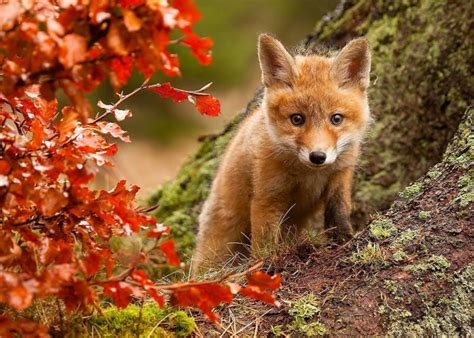 nature, Fox, Fall, Leaves, Posture, Eyes Wallpapers HD / Desktop and ...