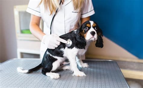 Cavalier King Charles Spaniel Health Problems: Symptoms & Diagnosis ...