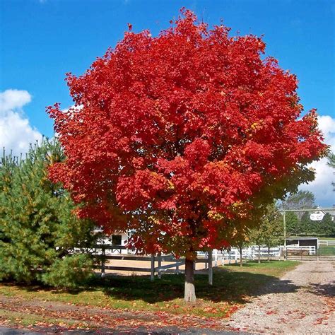 Red Sunset® Maple Trees for Sale | BrighterBlooms.com