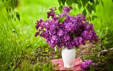 lilac wallpaper b&q,flower,lilac,purple,lilac,lavender (#724653) - WallpaperUse