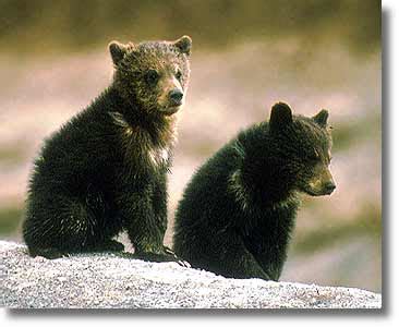 Funny wallpapers|HD wallpapers: Grizzly bear cubs