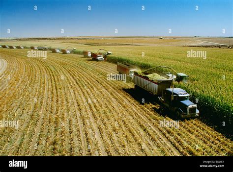 Large operation of many silage choppers and trucks harvesting corn silage (ensilage) in a ...