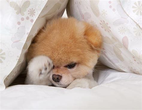 Pomeranian Puppies: Boo The Dog