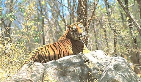 Achanakmar Wildlife Sanctuary Tourism And Travel Guide (2024)