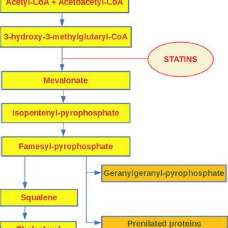 Mechanism of action of statins on the reduction of circulating ...