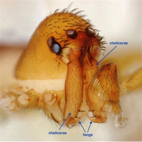 Spiders with super-fast mousetrap mouths | Earth | EarthSky