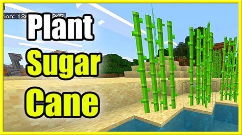 How to Get & Plant Sugar Cane in Minecraft (Best Tutorial) - YouTube