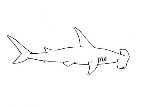 How to Draw a Hammerhead shark / Как нарисовать Акулу-молот | Small shark tattoo, Shark tattoos ...