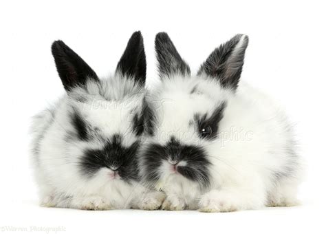 Cute White Baby Rabbits