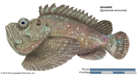 What Habitat Do Stonefish Live In: Unveiling Their Secret Environments