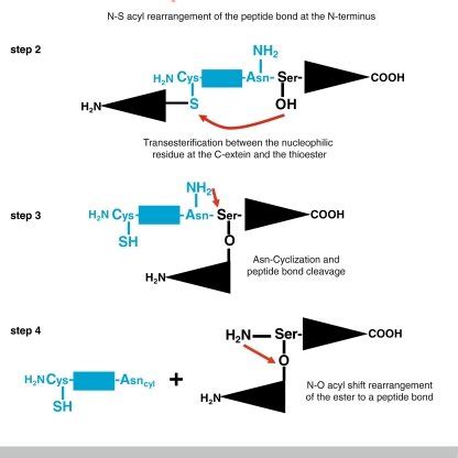 Splicing mechanism of inteins. Intein splicing takes place in four ...