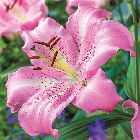 Oriental Lily Josephine | K. van Bourgondien