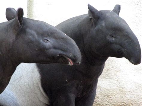 Tapir - A-Z Animals