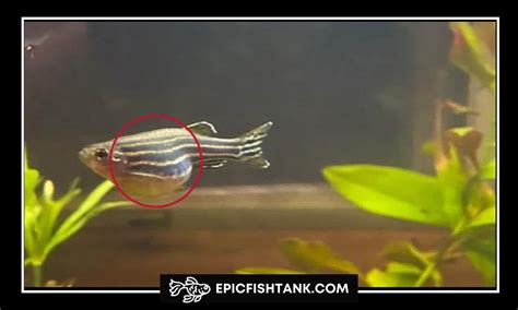 Sign of Pregnant Zebra Danio: Key Points Explained - Epic Fish Tank