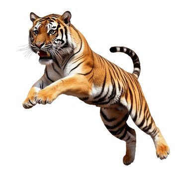 Jumping Tiger Png