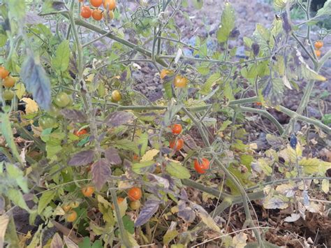 Tomato Farming: How To Plant, Grow, Care - PlantNative.org