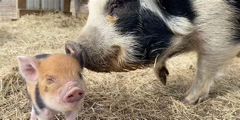 11+ Kunekune Breeding - EunjuAilise