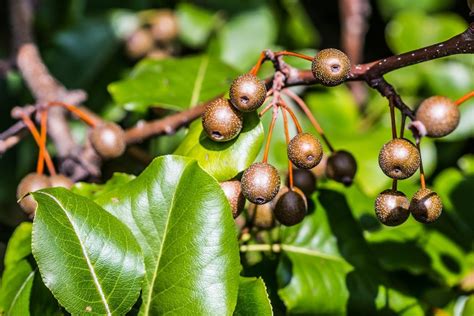 Calleryana Information - Learn About The Care Of Callery Pear Trees