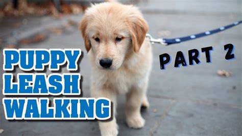 Puppy Leash Walking Training | Teaching a puppy to walk on a leash outdoors - YouTube