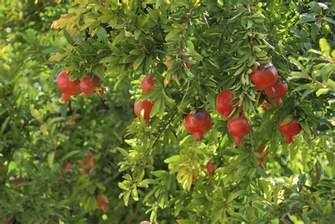 Pomegranate Fertilizing Needs - When And What To Feed Pomegranate Trees ...