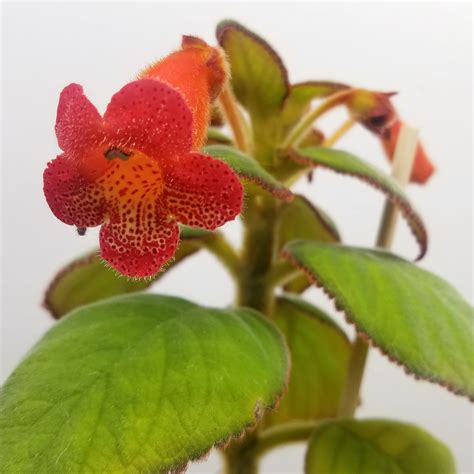 Kohleria coccinea - Everblooming Houseplants