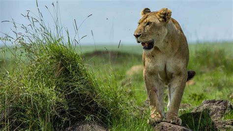 Meru National Park - Serengeti National Park