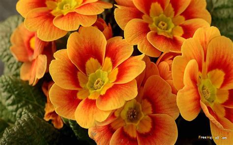 Orange Flowers Wallpapers - Movie HD Wallpapers
