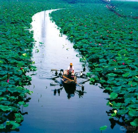 南有西湖，北有白洋。-白洋淀旅游-白洋淀农家院-白洋淀旅游攻略-白洋淀荷缘在线