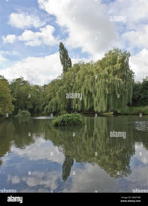 Calm Lake with Trees reflection Stock Photo - Alamy