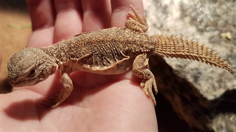 This little Uro is at my local reptile store. Thinking of buying, looking for additional Info ...