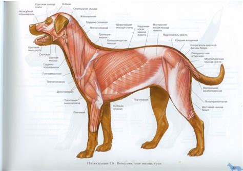 Pin on Anatomy