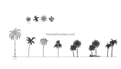 Palm Trees (Plan+Elevations) - Free CAD Drawings