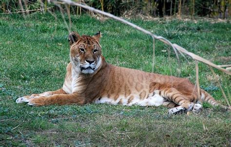 Ligers & Tigons - Pets & Animals Forum - Neoseeker Forums