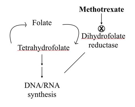 Folic Acid Pathway Methotrexate